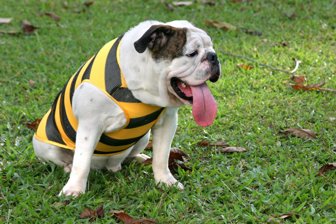 Breathing Difficulties and Overheating. Which dog breeds are the most at risk? - canicool - premium heat protection for dogs