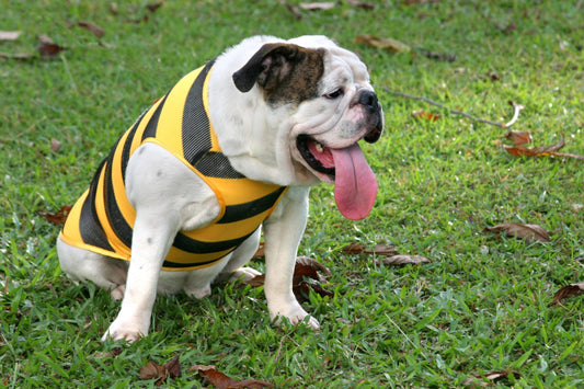 Breathing Difficulties and Overheating. Which dog breeds are the most at risk? - canicool - premium heat protection for dogs