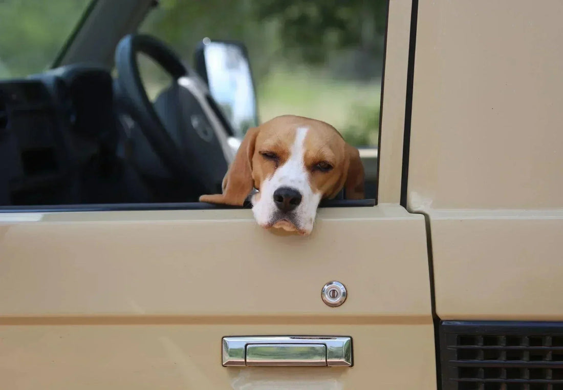 Heat Dangers in Cars for Dogs - canicool - premium heat protection for dogs