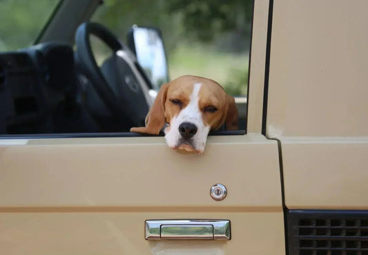 Heat Dangers in Cars for Dogs - canicool - premium heat protection for dogs