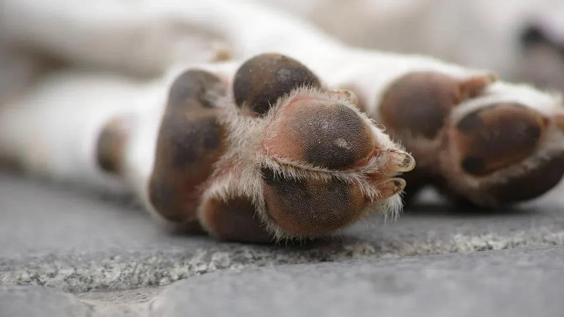 Hot Asphalt and Surfaces: Paw Burn Risk - canicool - premium heat protection for dogs