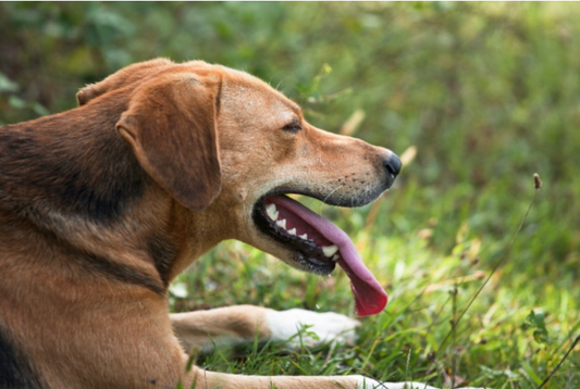 How does Heat affect Dogs? - canicool - premium heat protection for dogs