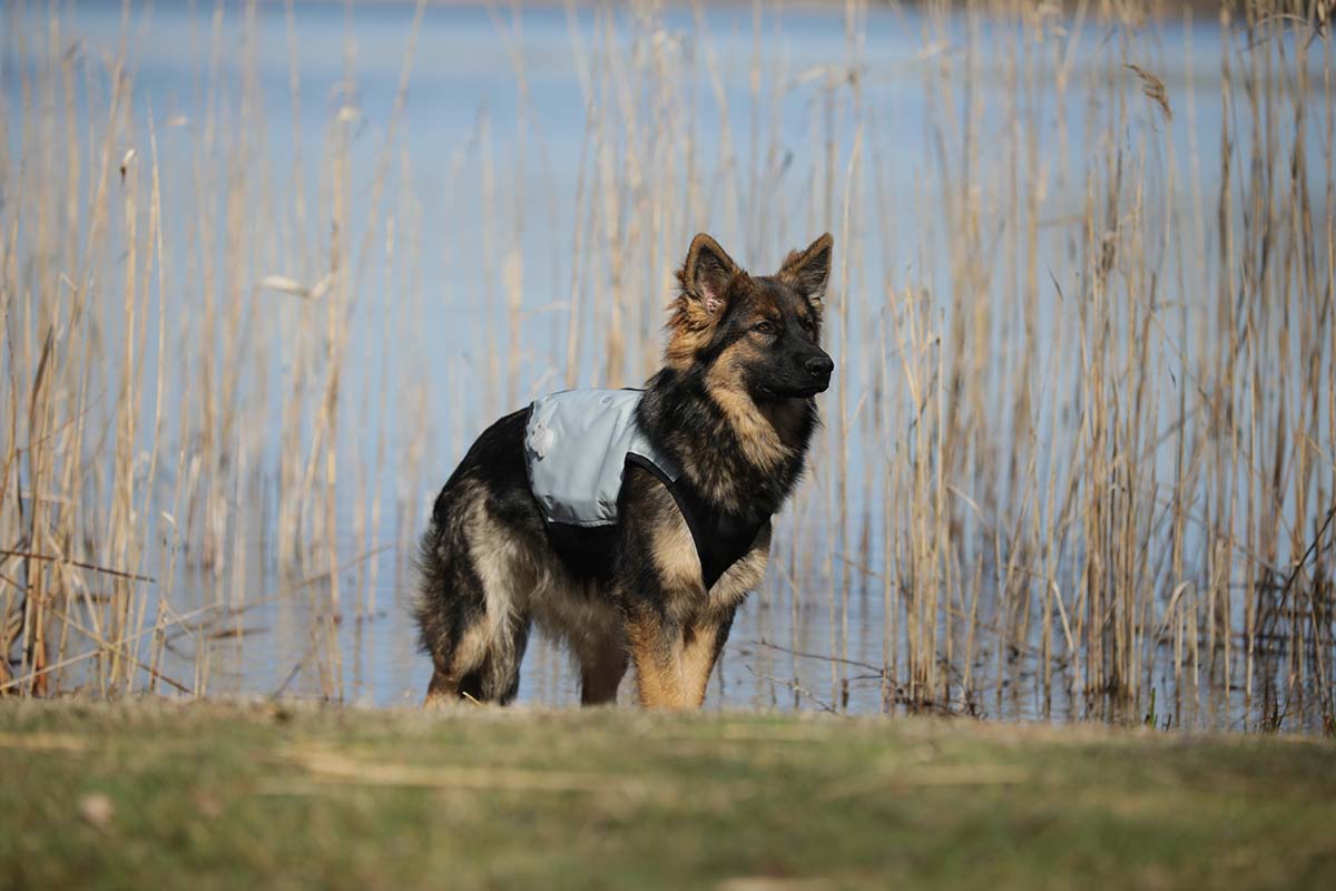 German Shepherd standing in a field with reeds and water in the background