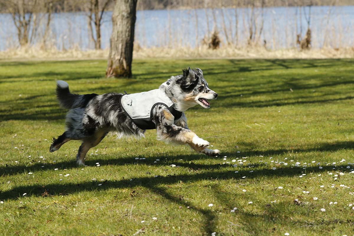 Dog running on grass with a lake in the background