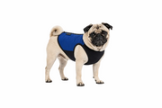 Pug wearing a blue and black cooling vest on a white background