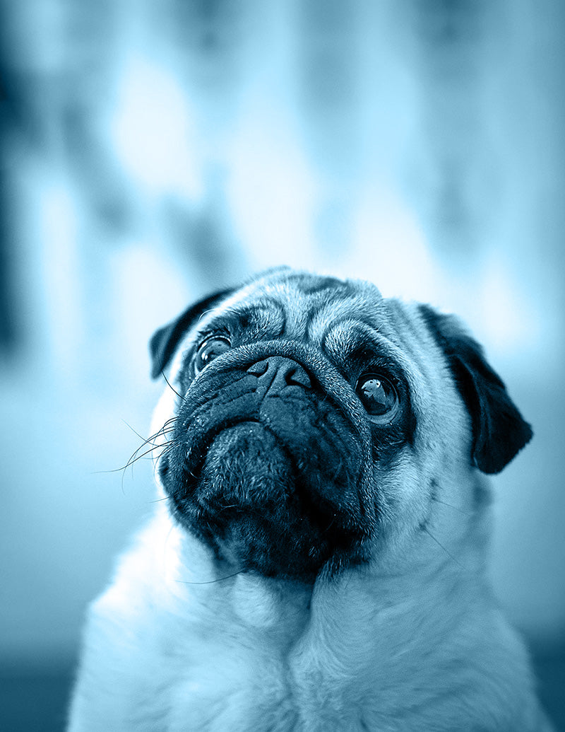 Close-up of a pug dog with a blurred background