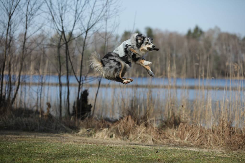 Action photo of a dog wearing the cani.cool vest and catching a stick of wood, while enjoying maximum cooling