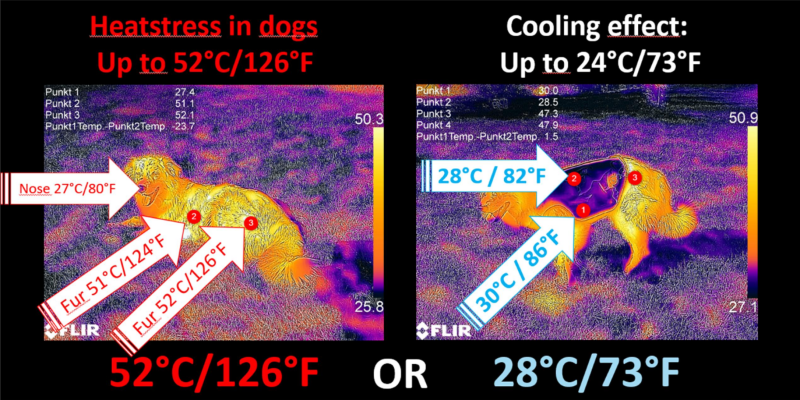 Thermal camera comparison of a dog without and with the canicool cooling vest. The image with the vest shows significantly lower body temperatures, with cooling of over 12°C clearly visible