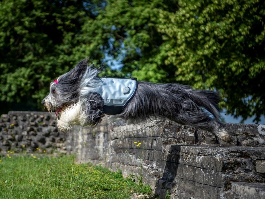 Action photo of a dog wearing the cani.cool vest jumping over a fence outdoors and enjoying maximum cooling