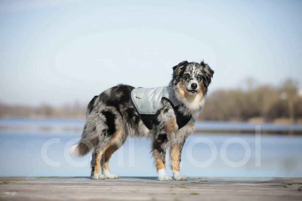 A posed picture of a dog wearing the canicool vest, with a lake in the background, in a very stylish manner.