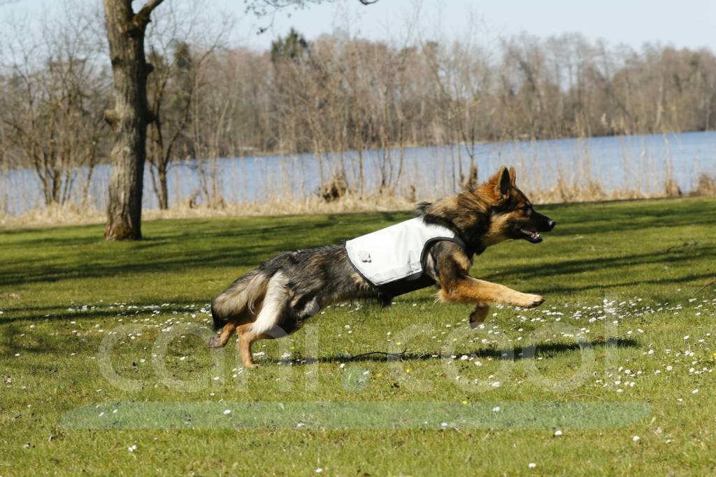 A dog running on a grass field wearing the canicool DRY vest and enjoying some advanced cooling.