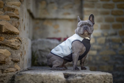 A Grey boxer dog wearing the DRY cooling vest on a dark background