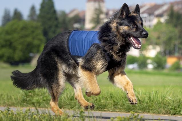 cani.cool - PCM constant temperature cooling vest - CC-VDP-S