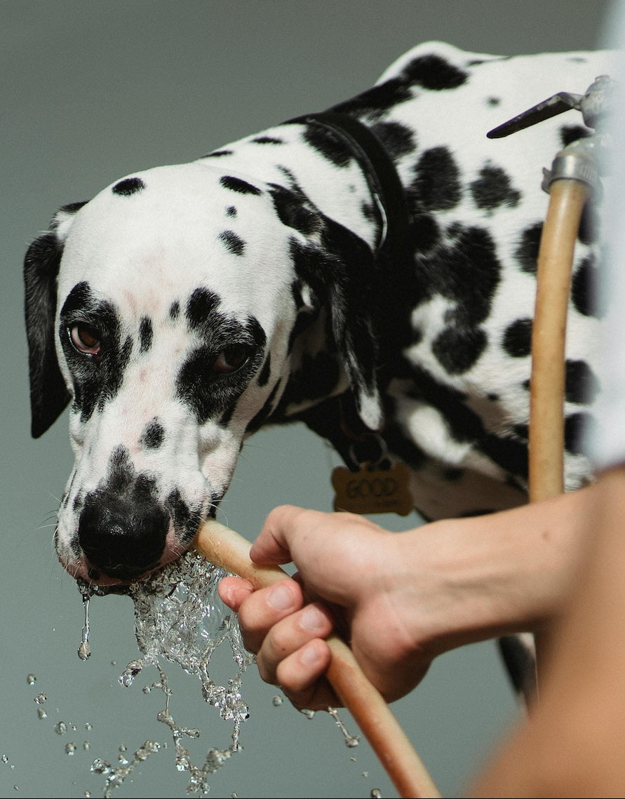 Dalmatian dog drinking water from a hose held by a person